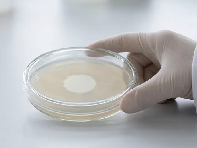 Gloved hand holds a glass petri dish with a circular white colony on beige agar.